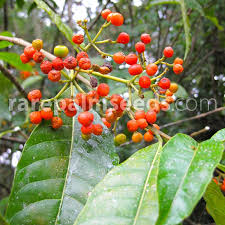 Image result for Rauvolfia vomitoria