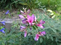 Image result for Desmodium