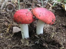 Image result for Russula sp