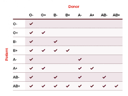 matching blood groups australian red cross lifeblood