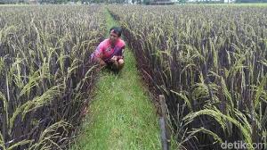 Masalah utama yang dihadapi ialah ancaman padi angin. Mengenal Purple Rice Padi Korea Yang Dibudidayakan Warga Purworejo