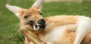 Ver saltar a la rata canguro es un auténtico espectáculo. Australia Pide Comer Carne De Canguro Para Frenar Su Superpoblacion