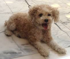 My mini poodle is lucky if he sees a brush or bath for 3 months haha. Toy Poodle Dog Breed Information And Pictures