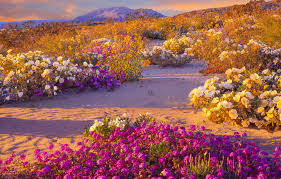 A super bloom is a colloquial term used to define an explosion of wildflowers that exceeds typical spring blooms. 2017 California Desert Superbloom Earth Earthsky