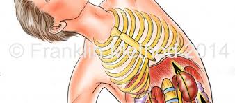 Is covered by the lower ribs. Lower Back Pain Franklin Method