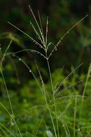 Image result for Digitaria seriata