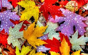 Check spelling or type a new query. 48 Wallpaper Fall Leaves On Wallpapersafari