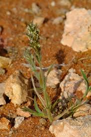 Image result for Schmidtia kalahariensis