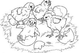 Baby chick coloring pages are designed for kids from three years old. Spring Chicks Coloring Page Coloring Page Book For Kids