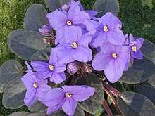Check spelling or type a new query. Violet Wiktionary