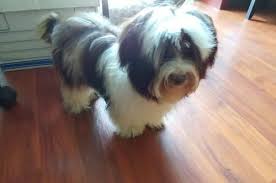 We are a south florida akc standard havanese breeder with available puppies for sale! Havanese Puppy For Sale Adoption Rescue For Sale In Longwood Florida Classified Americanlisted Com