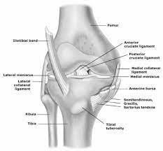 Anterior view of knee joint. Anterior View Of The Knee Detailing The Major Ligaments Bones Menisci Download Scientific Diagram