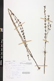 Image result for Micrargeria