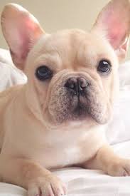The name you decide on will be used day in and day out for the rest of your new companion's life. Pin By Lakkana Rachiwong On Cat Dog Bulldog Puppies French Bulldog Puppies Bulldog