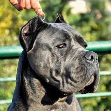 Our puppies are going with a 1 year health guarantee. Cane Corsos Breeding Cane Corso Puppies For Sale Buy Cane Corso Online Italian Mastiff Cane Corso Breed