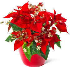 inviare stella di Natale