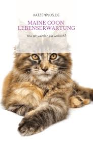 Du wünschst dir eine katze, die intelligent und verspielt ist? Maine Coon Lebenserwartung Wie Alt Werden Sie Wirklich Katzenplus
