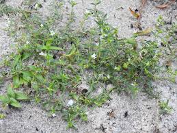 Image result for Oldenlandia sp. B