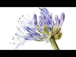 How To Paint A Realistic Bright Blue Agapanthus In Watercolor Jarnie Godwin Art Youtube Flower Painting Watercolor Flowers Colorful Drawings