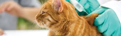 The precise timing of vaccinations depends on the type of feline vaccine schedule used by your local veterinarian, so you should discuss the details with them directly. Cat Vaccinations Van Isle Veterinary Hospital