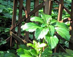 Japanese spurge is a shrubby, evergreen ground cover which spreads via underground runners to form a dense carpet of rich, dark green foliage. Japanese Spurge Garden Railways Magazine