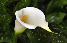 Image result for Zantedeschia aethiopica