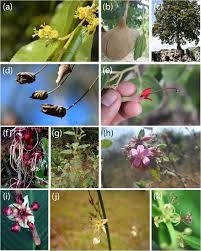Image result for Malvaceae: Byttnerioideae, Helicteroideae