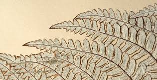 Image result for Pityrogramma