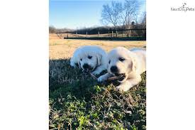 Check spelling or type a new query. English Golden Retriever Puppy For Sale Near Chattanooga Tennessee 174ed0c4 76b1