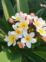 Pin On Plumeria Jepun