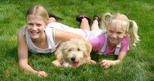 All of our dogs are a part of our family and. Home Labradoodle Puppies Blossom Ranch Labradoodles