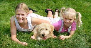 We are always available to answer any questions you may have. Home Labradoodle Puppies Blossom Ranch Labradoodles