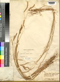 Image result for Elionurus platypus