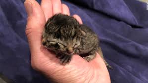 Bungalow home in the heart of st helens. Kitten Born With Two Faces Meet Biscuits And Gravy Cnn
