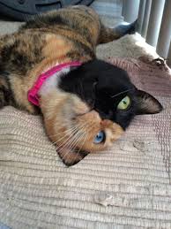 She has become an internet sensation and has a just under one million likes on her facebook page and 673,000 followers on instagram. Photos Of Amazing Two Faced Mystery Cat Venus 10 Reckon Talk