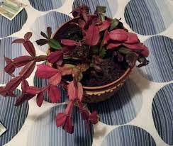Why not try a christmas cactus, it begins blooming right before the big day (hence it's name) and the flowers are the blooms come in a variety of colors: Christmas Cactus Leaves Turning Purple Reasons Christmas Cactus Leaves Are Purple