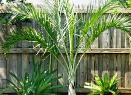 Image result for Ptychosperma elegans