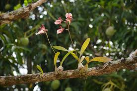 Image result for Crotalaria teretifolia