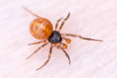 Was considered one of the 55 faces of the future by nylon magazine young hollywood issue. Spiders Of Sweden Inaturalist