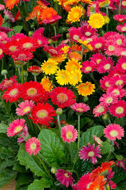 Image result for Gerbera jamesonii