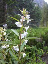 Image result for Ptaeroxylaceae