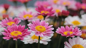 Best 2048x1152 pink wallpaper, ultrawide monitor desktop background for any computer, laptop, tablet and phone. Download Flowers Meadow Pink Bloom Daisy Wallpaper 2048x1152 Dual Wide Widescreen