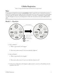 Glycolysis, the link reaction, the krebs cycle, and oxidative phosphorylation. Pogil Cellular Respiration S Cellular Respiration Glycolysis