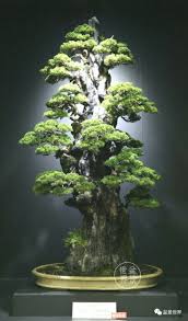 Bonsai Trees Landscape Notitle Bonsai Wald Bonsai Baum Japanischer Garten