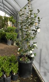 Camellia Japonica Purity 15 Gallon Bush Camellia Plant Cool Plants Plant Sale
