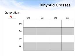 Dihybrid cross worksheet in rabbits, gray hair is dominant to white ggbb ggbb 2. Heredity Dihybrid Crosses Ppt Download