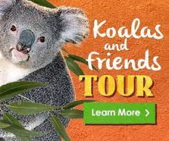 Koala Cam San Diego Zoo San Diego Zoo Koala Koalas