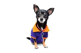 How To Exercise A Senior Dog Ultimate Guide Dog Training Obedience Chihuahua Puppies For Sale Dog Training