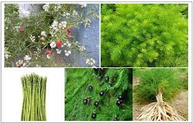 Image result for Asparagus racemosus