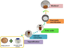 The mass of the fatty acid used in the titration is known because the sample was. A Novel Process For Biodiesel Production From Sludge Palm Oil Sciencedirect